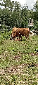 Cattle