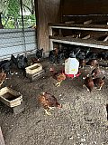 Chickens Hens & Roosters