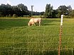 Cattle