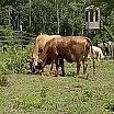 available-cattle - Cattle