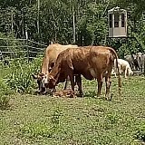 available-cattle - Cattle