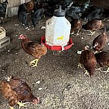 available-chickens - Chickens Hens & Roosters