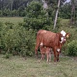 brahma-mix - Cattle